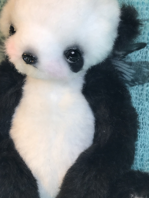 'Chi the Papillon Panda'