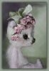 'Amour Tendersoul' a Parisian Rose Bear