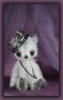 'Prince Beauregard Weeshy' a little royal guy.....