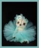 'Giselle le Classique' a BearFest at Tiffany's Bea