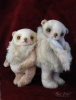 'Sheridan and Monty Woolleyhugs'
